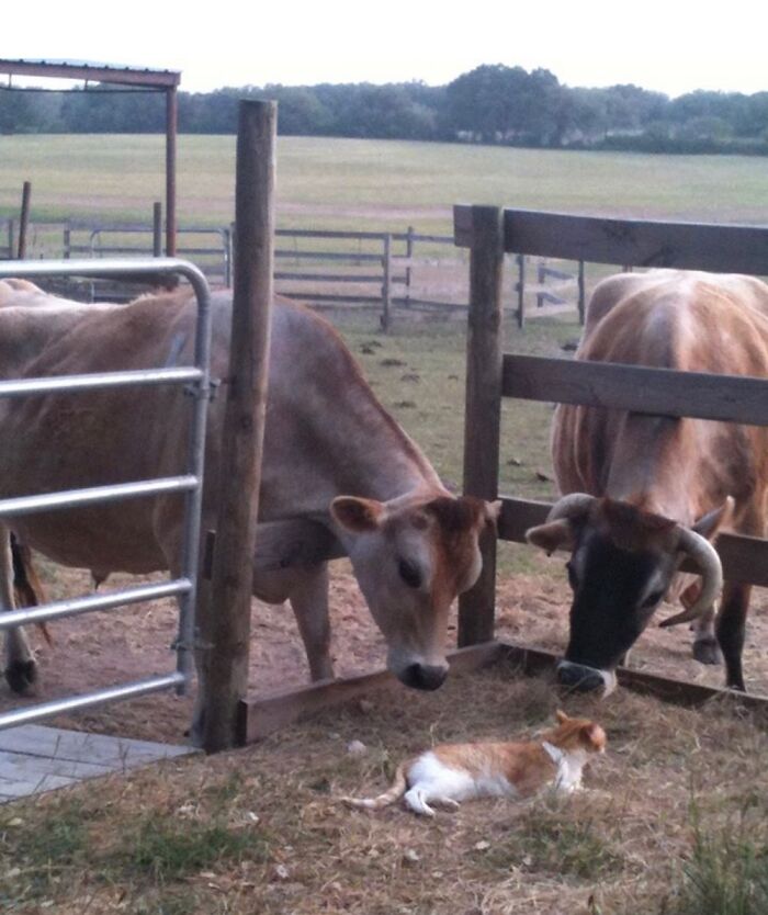 Hey Pandas, Post Pictures Proving Cats And Dogs Can Be Best Friends (Closed)