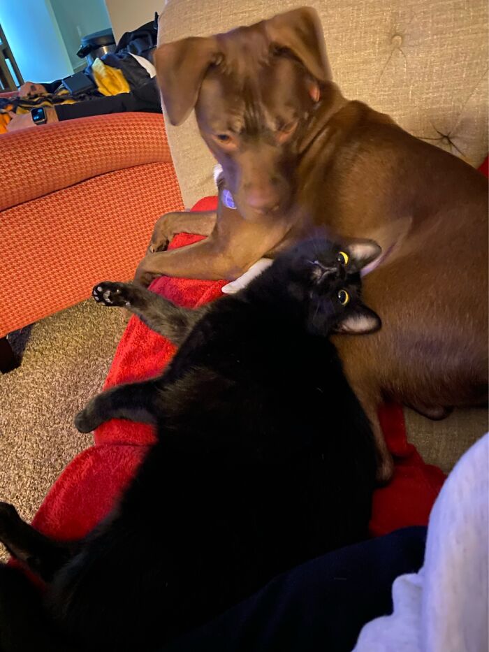 Hey Pandas, Post Pictures Proving Cats And Dogs Can Be Best Friends (Closed)