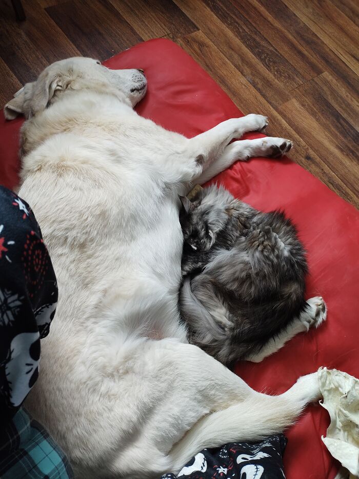 Hey Pandas, Post Pictures Proving Cats And Dogs Can Be Best Friends (Closed)