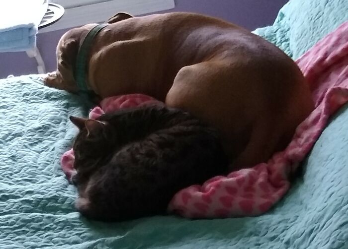 Hey Pandas, Post Pictures Proving Cats And Dogs Can Be Best Friends (Closed)