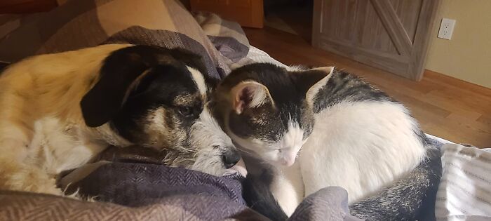 Hey Pandas, Post Pictures Proving Cats And Dogs Can Be Best Friends (Closed)