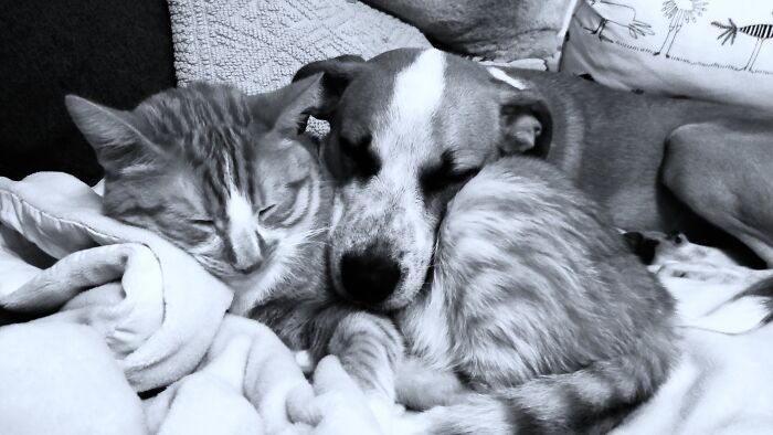 Hey Pandas, Post Pictures Proving Cats And Dogs Can Be Best Friends (Closed)