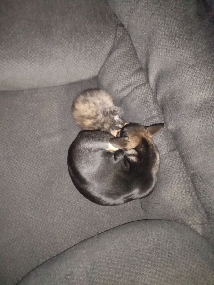 Hey Pandas, Post Pictures Proving Cats And Dogs Can Be Best Friends (Closed)