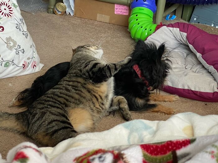 Hey Pandas, Post Pictures Proving Cats And Dogs Can Be Best Friends (Closed)