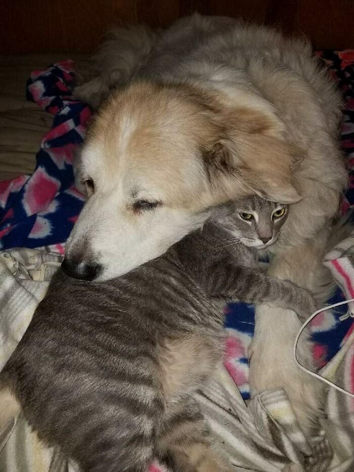 Hey Pandas, Post Pictures Proving Cats And Dogs Can Be Best Friends (Closed)
