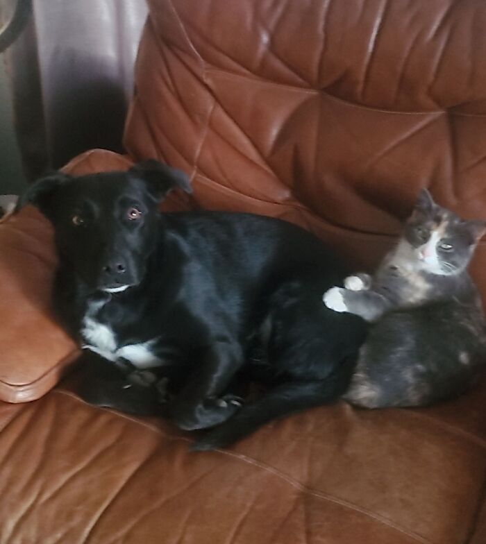 Hey Pandas, Post Pictures Proving Cats And Dogs Can Be Best Friends (Closed)