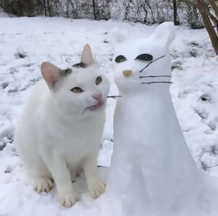 50 Of The Best Pics Of &#8216;Cats With Threatening Auras&#8217;
