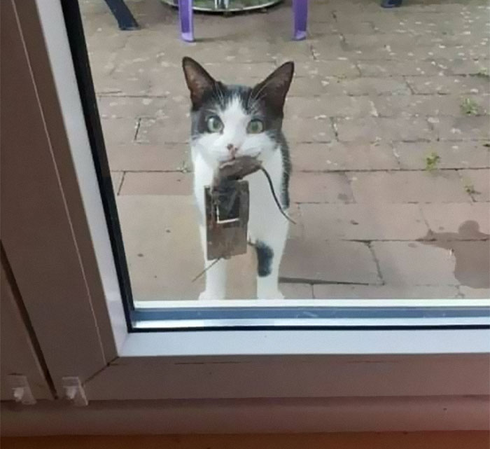 50 Of The Best Pics Of &#8216;Cats With Threatening Auras&#8217;