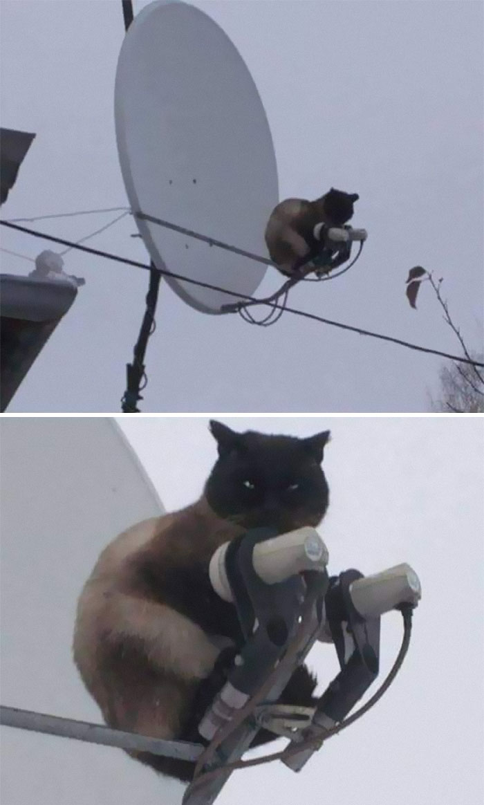 50 Of The Best Pics Of &#8216;Cats With Threatening Auras&#8217;