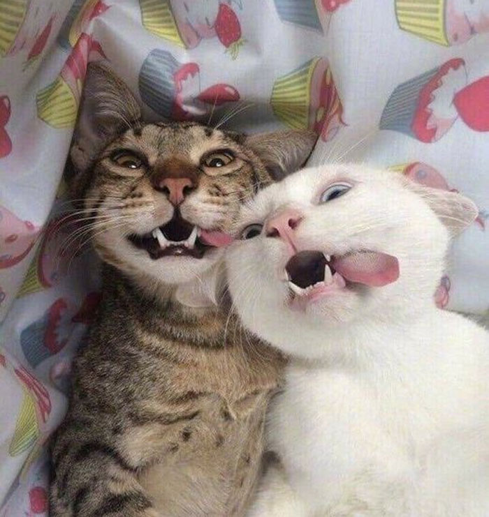 50 Of The Best Pics Of &#8216;Cats With Threatening Auras&#8217;