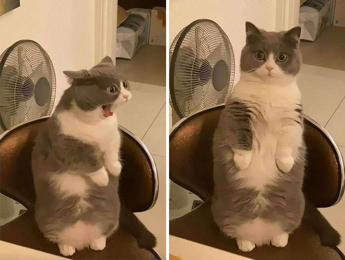 50 Of The Best Pics Of &#8216;Cats With Threatening Auras&#8217;