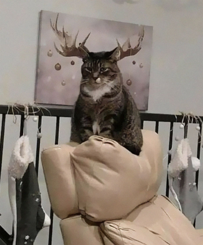 50 Of The Best Pics Of &#8216;Cats With Threatening Auras&#8217;