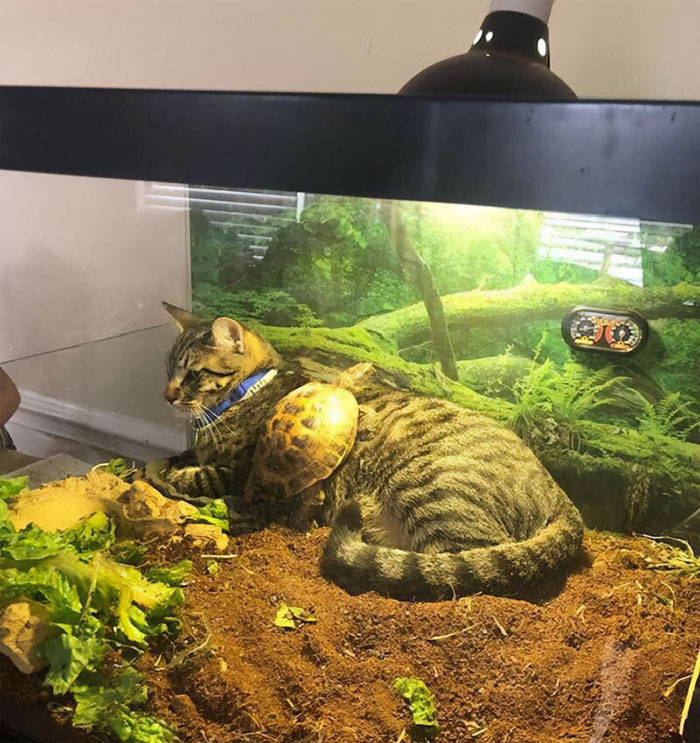 50 Of The Best Pics Of &#8216;Cats With Threatening Auras&#8217;