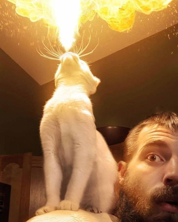 50 Of The Best Pics Of &#8216;Cats With Threatening Auras&#8217;