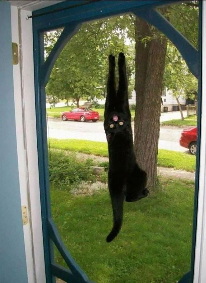 50 Of The Best Pics Of &#8216;Cats With Threatening Auras&#8217;
