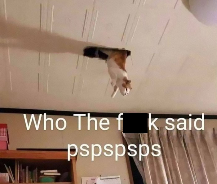 50 Of The Best Pics Of &#8216;Cats With Threatening Auras&#8217;