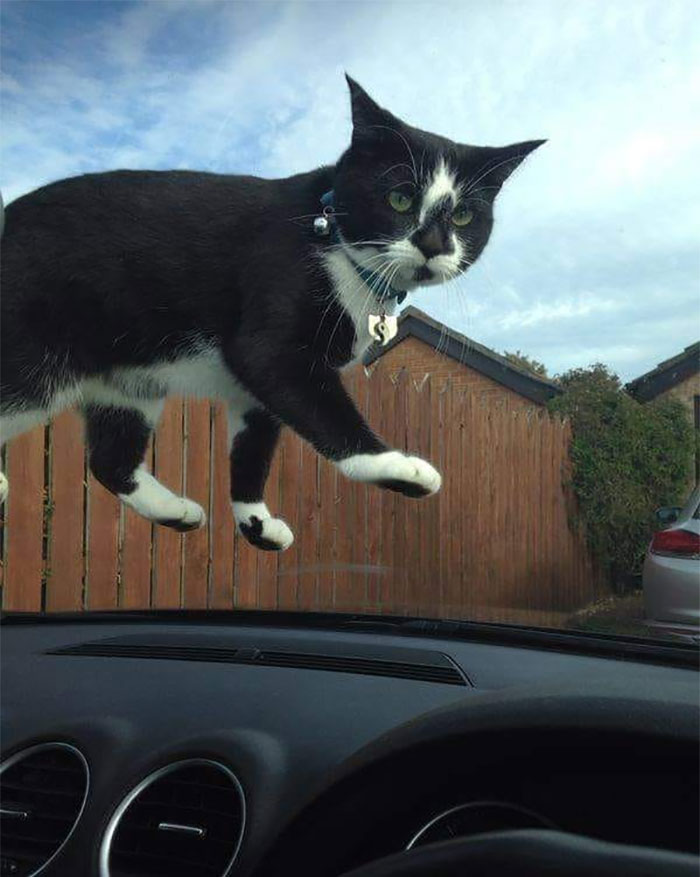 50 Of The Best Pics Of &#8216;Cats With Threatening Auras&#8217;