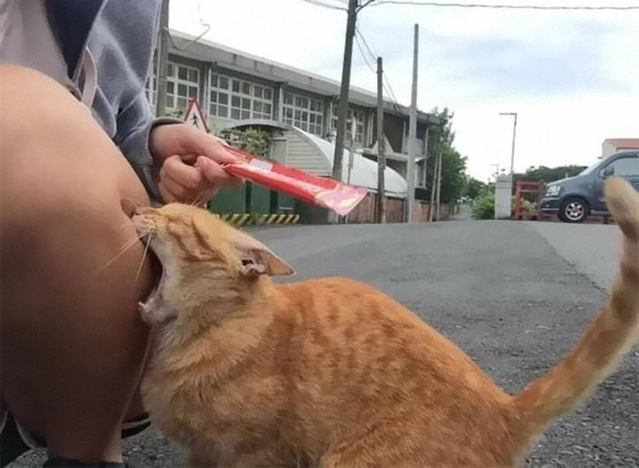 50 Of The Best Pics Of &#8216;Cats With Threatening Auras&#8217;