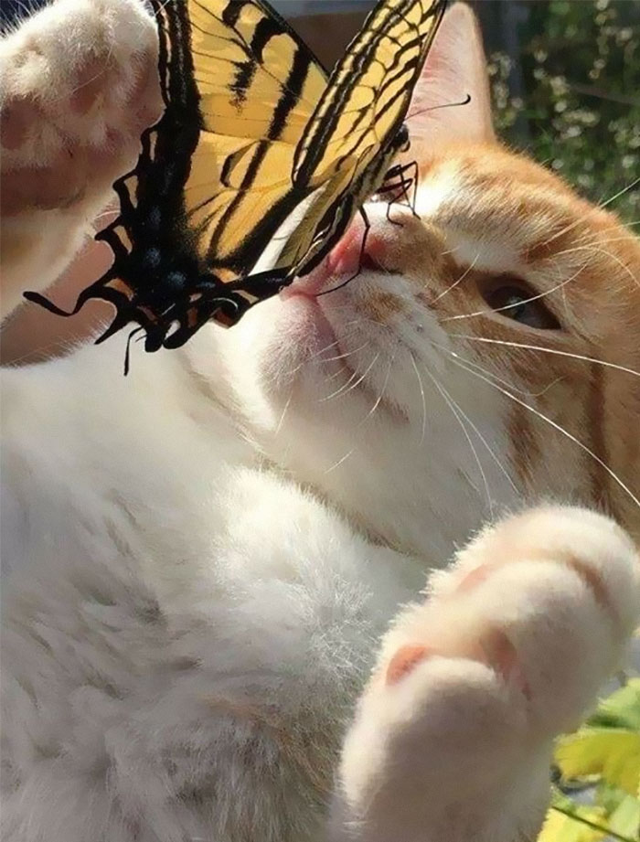 50 Of The Best Pics Of &#8216;Cats With Threatening Auras&#8217;
