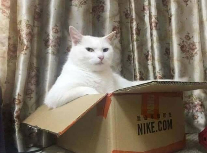 50 Of The Best Pics Of &#8216;Cats With Threatening Auras&#8217;