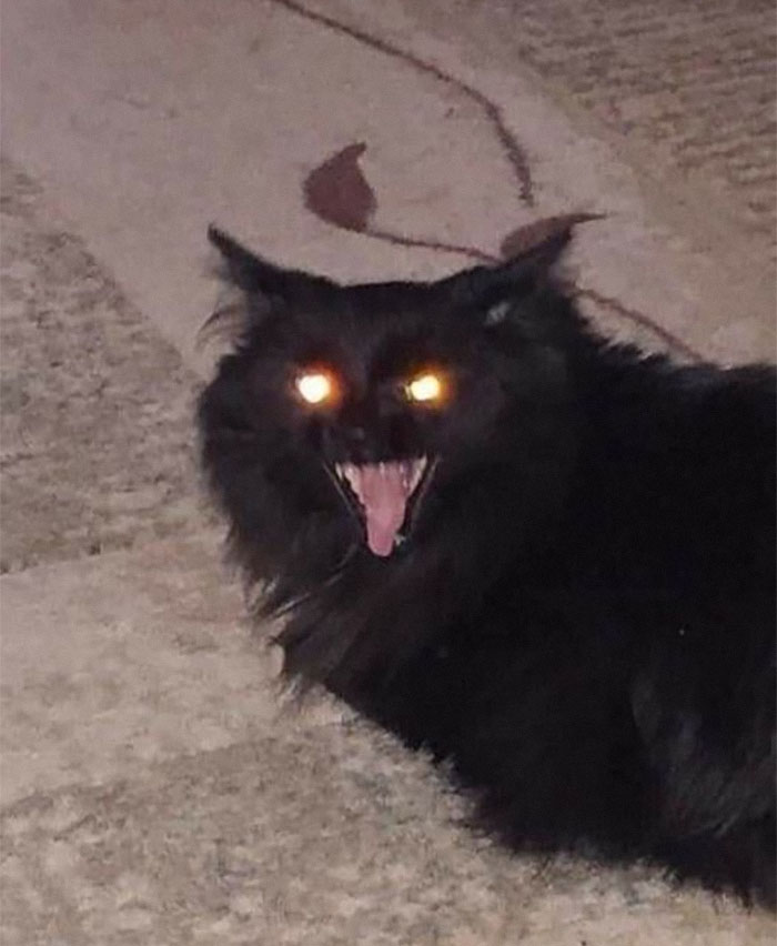 50 Of The Best Pics Of &#8216;Cats With Threatening Auras&#8217;