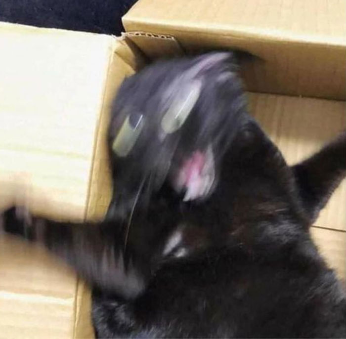50 Of The Best Pics Of &#8216;Cats With Threatening Auras&#8217;
