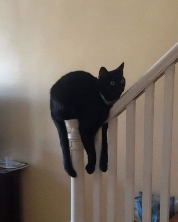 50 Of The Best Pics Of &#8216;Cats With Threatening Auras&#8217;