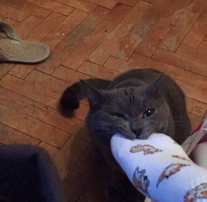 50 Of The Best Pics Of &#8216;Cats With Threatening Auras&#8217;
