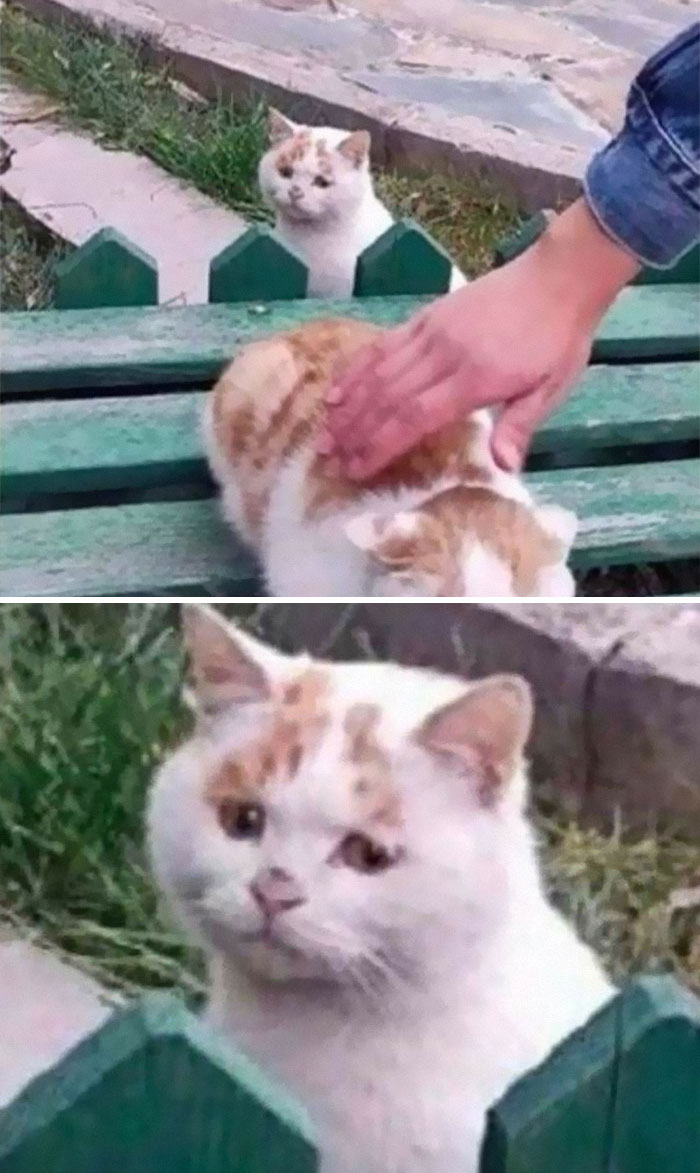 50 Of The Best Pics Of &#8216;Cats With Threatening Auras&#8217;