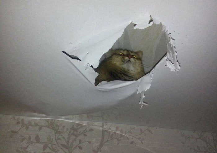 50 Of The Best Pics Of &#8216;Cats With Threatening Auras&#8217;