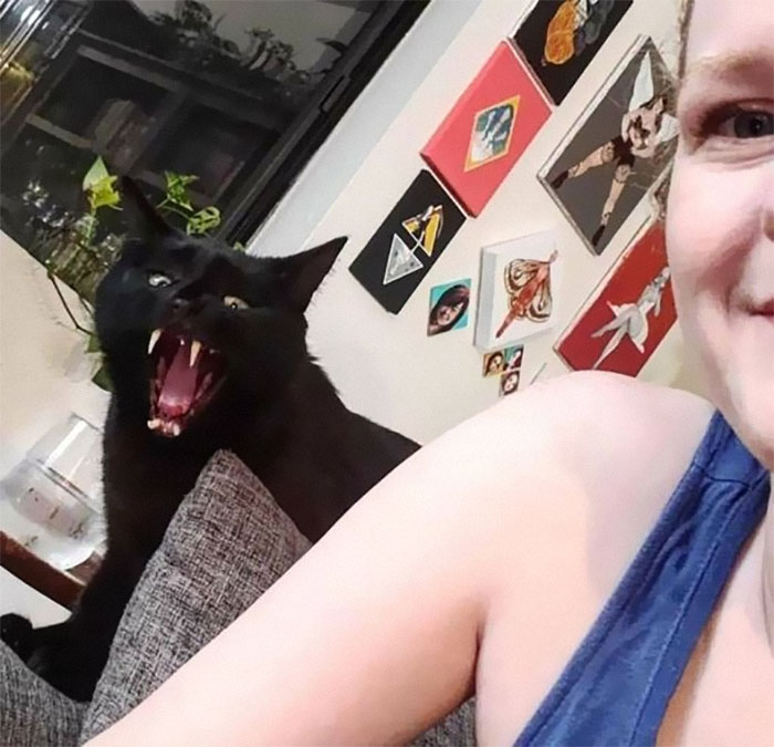 50 Of The Best Pics Of &#8216;Cats With Threatening Auras&#8217;