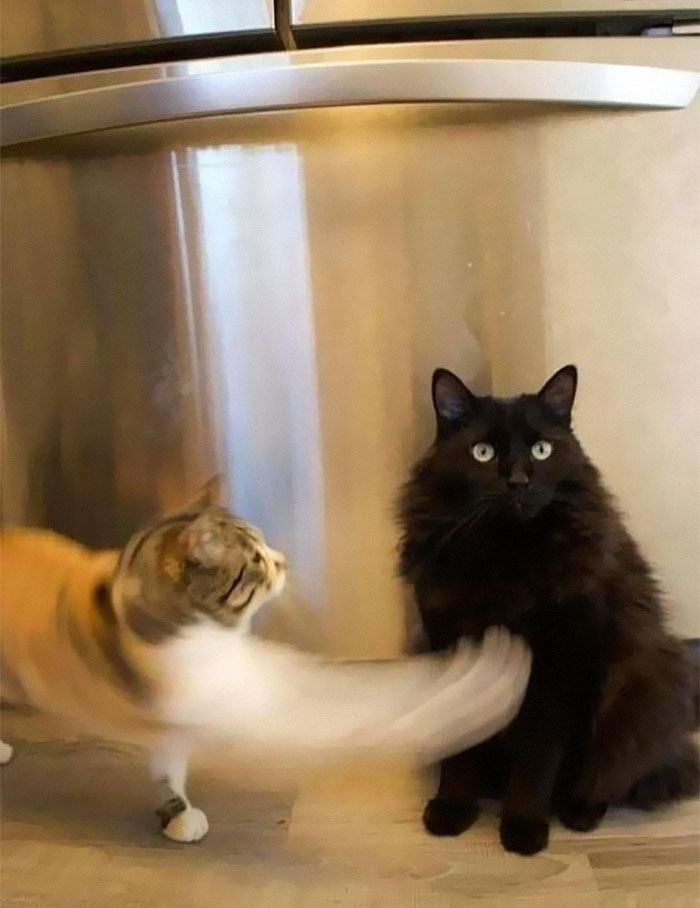 50 Of The Best Pics Of &#8216;Cats With Threatening Auras&#8217;