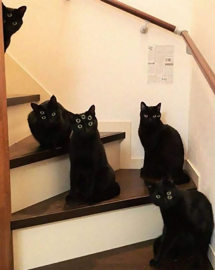 50 Of The Best Pics Of &#8216;Cats With Threatening Auras&#8217;