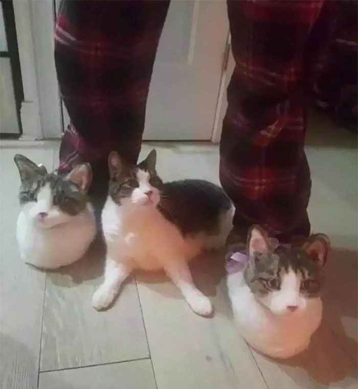 50 Of The Best Pics Of &#8216;Cats With Threatening Auras&#8217;