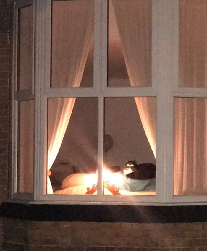 50 Of The Best Pics Of &#8216;Cats With Threatening Auras&#8217;