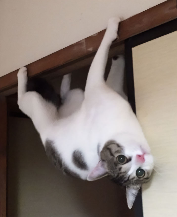 50 Of The Best Pics Of &#8216;Cats With Threatening Auras&#8217;