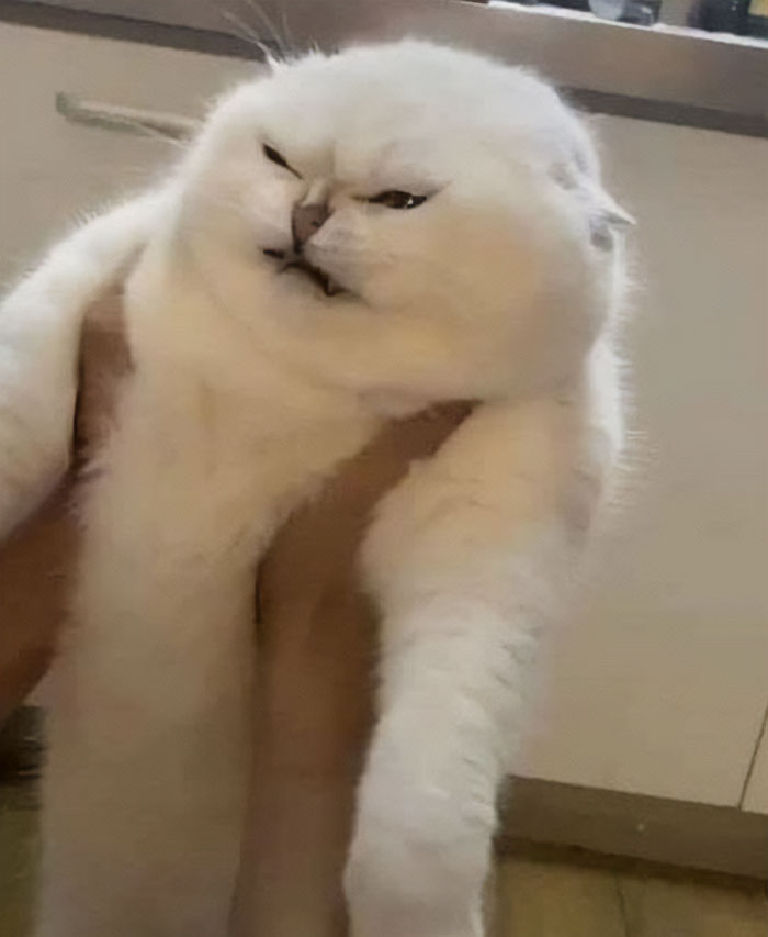 50 Of The Best Pics Of &#8216;Cats With Threatening Auras&#8217;