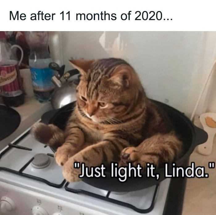 50 Of The Best Pics Of &#8216;Cats With Threatening Auras&#8217;