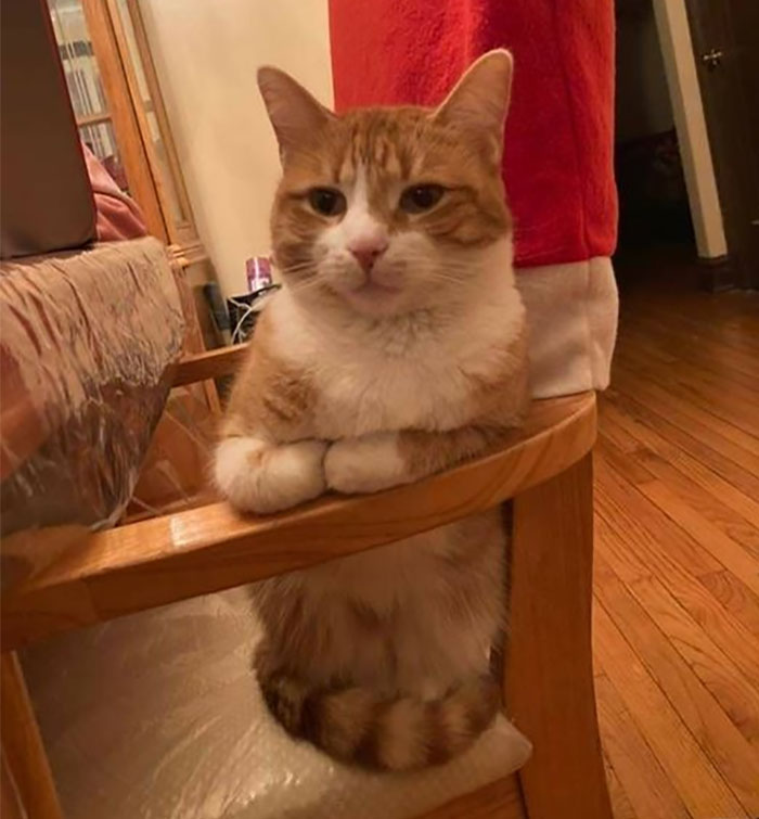 50 Of The Best Pics Of &#8216;Cats With Threatening Auras&#8217;