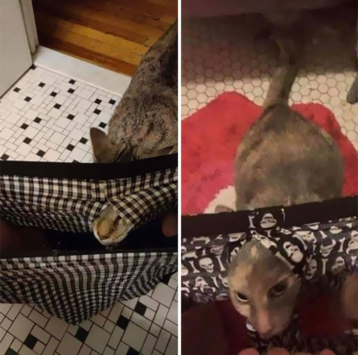 50 Of The Best Pics Of &#8216;Cats With Threatening Auras&#8217;