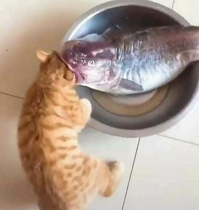 50 Of The Best Pics Of &#8216;Cats With Threatening Auras&#8217;