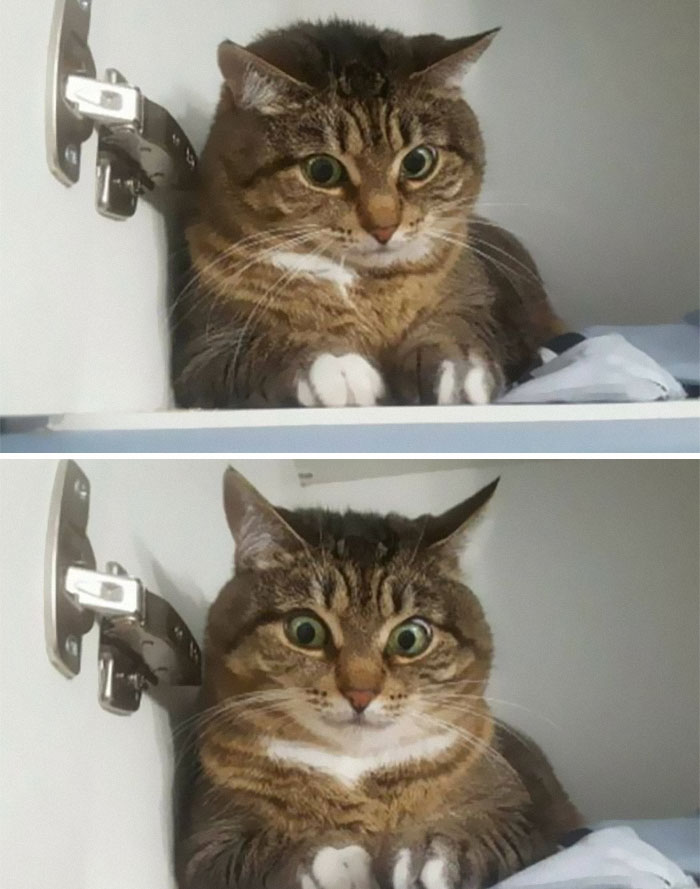 50 Of The Best Pics Of &#8216;Cats With Threatening Auras&#8217;