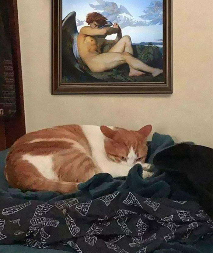 50 Of The Best Pics Of &#8216;Cats With Threatening Auras&#8217;