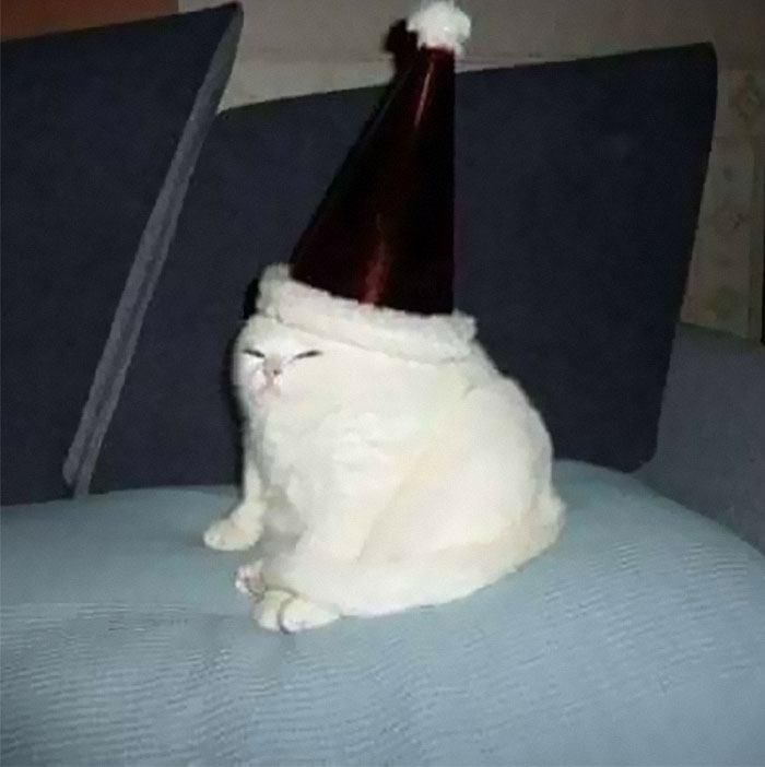 50 Of The Best Pics Of &#8216;Cats With Threatening Auras&#8217;