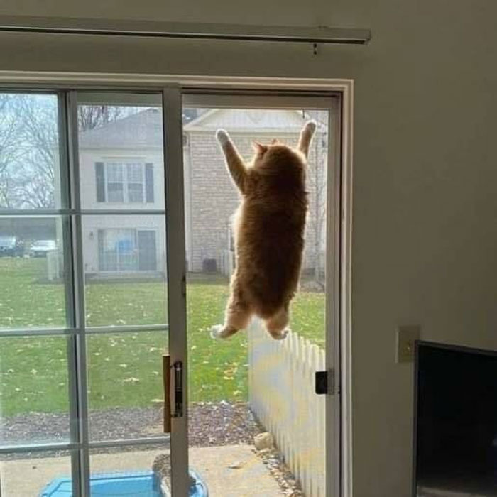 50 Of The Best Pics Of &#8216;Cats With Threatening Auras&#8217;