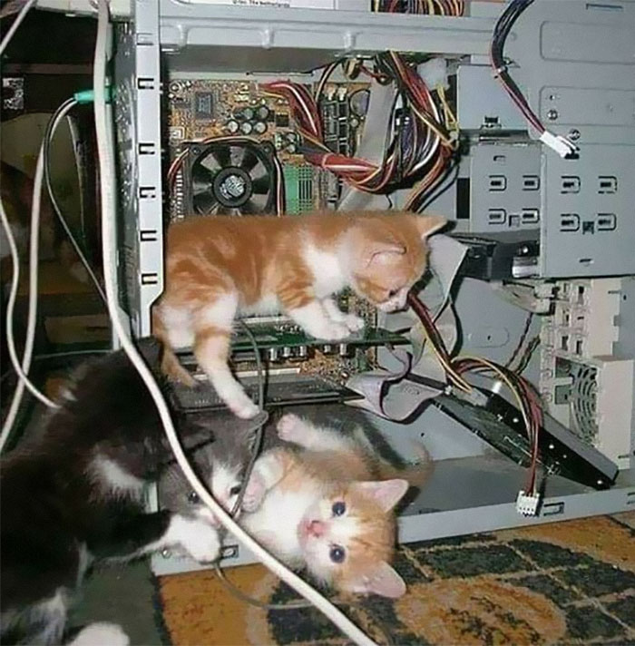 50 Of The Best Pics Of &#8216;Cats With Threatening Auras&#8217;