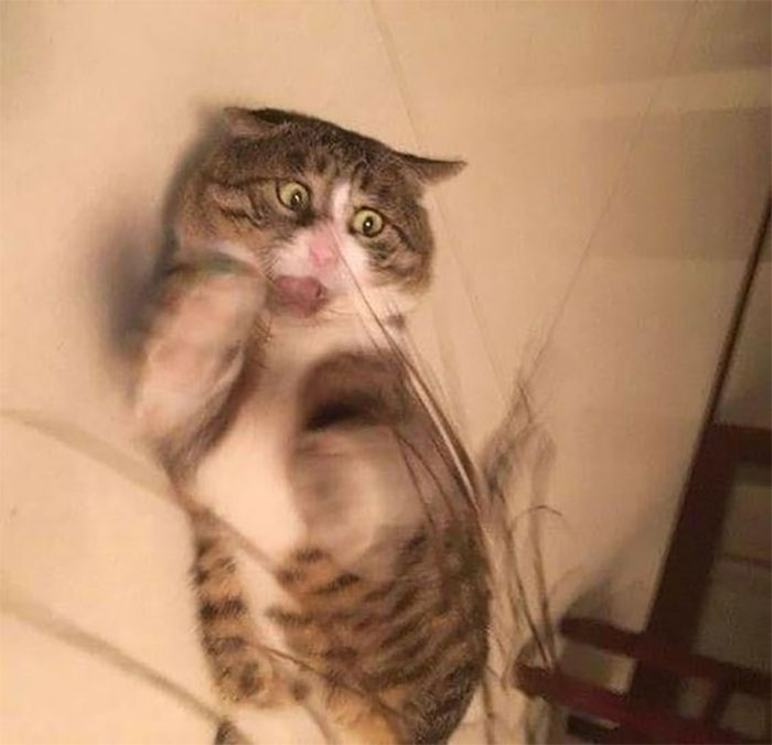 50 Of The Best Pics Of &#8216;Cats With Threatening Auras&#8217;