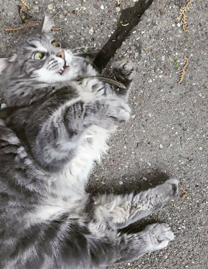 50 Of The Best Pics Of &#8216;Cats With Threatening Auras&#8217;