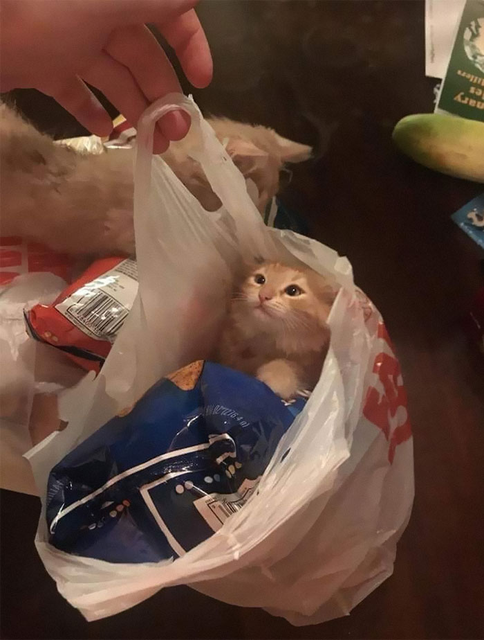 50 Of The Best Pics Of &#8216;Cats With Threatening Auras&#8217;
