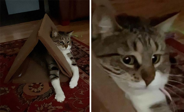 50 Of The Best Pics Of &#8216;Cats With Threatening Auras&#8217;